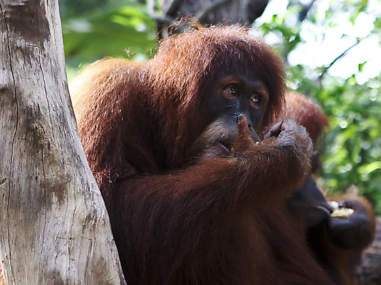 포토 JPG 해외이미지 동물 야생동물 포유류 휴식 동물원 사람없음 빨간색 갈색 원숭이 유인원 해외202004 해외포토 멸종위기종 컬러 컨셉 파일형식 이미지허브