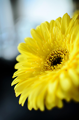 포토 JPG 해외이미지 식물 디자인 계절 꽃잎 꽃 백그라운드 꽃무늬 자연 휴가 선물 사람없음 초록색 물 여름 컬러풀 노란색 정원 봄 활발 성장 벚꽃 신선 개화 닫기 떨어짐 묘사 싱글 데이지 거베라 내추럴 고립 해외202004 해외포토 자연요소 컬러 컨셉 무늬 모션 생태계 파일형식 이미지허브