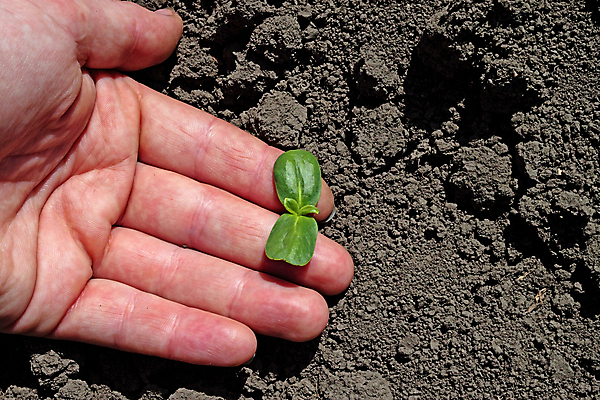 포토 JPG 해외이미지 주간 손 야외 신체부위 새싹 흙 해외202004 해외포토 자연요소 식물 사람 파일형식 이미지허브