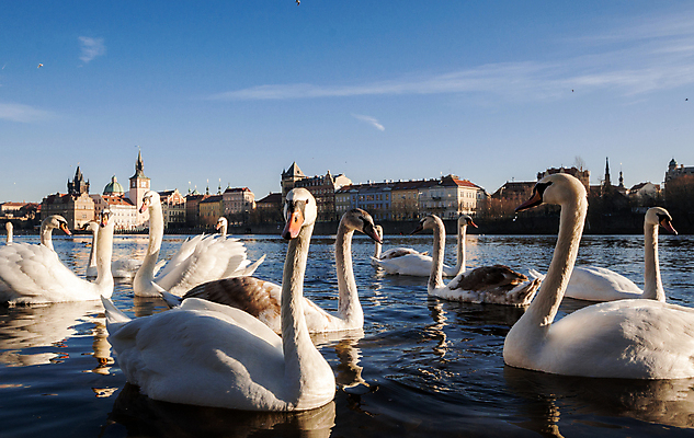포토 JPG 해외이미지 유럽 문화 여행 겨울 건축양식 조류 하늘 아침 사람없음 건물 물 빛 강 태양 일출 봄 가을 도시 백조 전차 체코 프라하 해외202004 해외포토 주간 자연요소 동물 건축물 계절 건축 나라 육상교통 대중교통 노을 파일형식 이미지허브