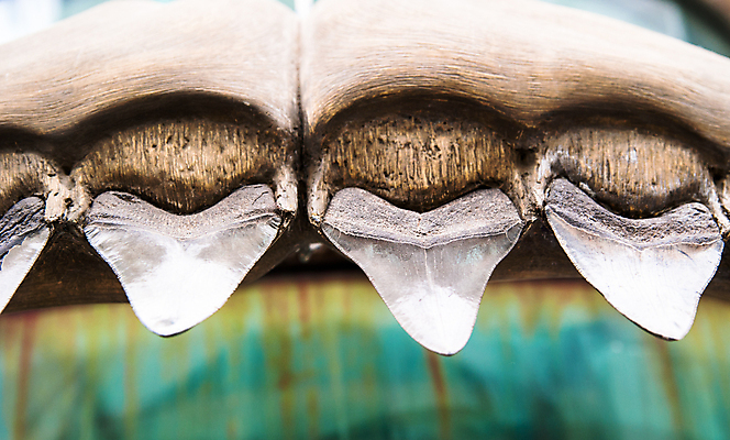 포토 JPG 해외이미지 동물 야생동물 바다 자연 생물 골격 어류 사람없음 검은색 수확 골동품 흰색 입 치아 위험 무서움 날카로움 육식동물 화석 상어 멸종 선사시대 턱 내추럴 공격적 몬스터 옛날 해외202004 해외포토 감정 컬러 컨셉 농업 신체부위 수중동물 소화기관 역사 생태계 파일형식 이미지허브