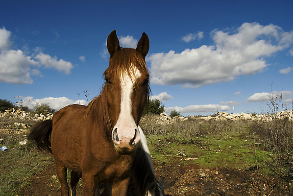 포토 JPG 해외이미지 나무 동물 공원 실루엣 자연 하늘 산 파노라마 풍경 사람없음 야외 초록색 반려동물 침묵 시골 땅 경계 호기심 장면 갈기 방목장 수평선 해외202004 해외포토 식물 공공시설 감정 컬러 컨셉 촬영기법 소리 생태계 파일형식 이미지허브