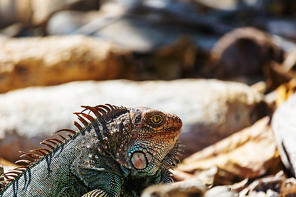 포토 JPG 해외이미지 나무 동물 야생동물 포즈 신체 파충류 자연 사람없음 야외 초록색 반려동물 컬러풀 머리 환경 미국 용 중앙아메리카 피부 네덜란드 도마뱀 코스타리카 해외202004 해외포토 식물 유럽 컬러 북아메리카 아메리카 신체부위 생태계 파일형식 이미지허브