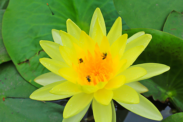 포토 JPG 해외이미지 식물 계절 꽃잎 꽃 선 백그라운드 잎 꽃무늬 패턴 자연 휴식 연꽃 사람없음 야외 초록색 물 여름 컬러풀 노란색 평화 환경 정원 검은색 젖음 벚꽃 흰색 연못 신용카드 개화 우아함 닫기 떨어짐 백합 묘사 명상 싱글 내추럴 이국적 해외202004 해외포토 자연요소 컬러 컨셉 무늬 모션 금융 생태계 파일형식 이미지허브