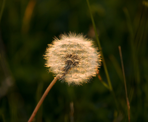 포토 JPG 해외이미지 식물 꽃 시계 자연 씨앗 사람없음 햇빛 시골 황금 민들레 묘사 7월 광 서식스 사우스다운스 해외202004 해외포토 태양 날짜 생태계 파일형식 이미지허브