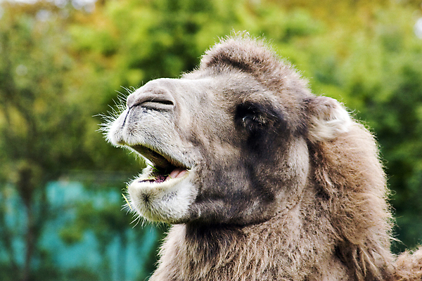 포토 JPG 해외이미지 여행 교통시설 사람없음 사막 표현 치아 무역 귀 낙타 지역 동쪽 해외202004 해외포토 산업 교통 포유류 신체부위 소화기관 방향 시설 파일형식 이미지허브