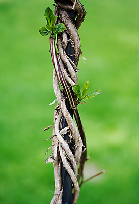 포토 JPG 해외이미지 나무 식물 줄기 백그라운드 잎 관계 자연 사람없음 세로 초록색 여름 환경 성장 거친 숲 열대우림 질감 오르기 나무껍질 지역 아이비 해외202004 해외포토 계절 컬러 모션 껍질 생태계 파일형식 이미지허브