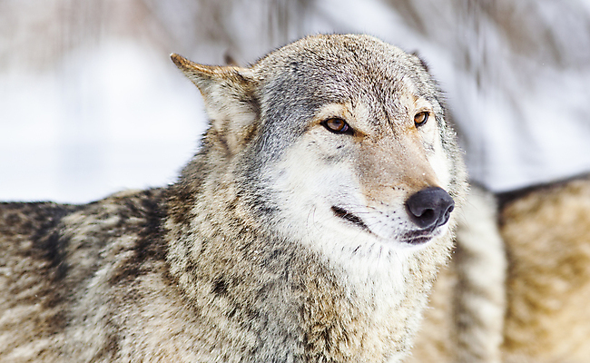 포토 JPG 해외이미지 동물 응시 남자 얼굴 야생동물 캐나다 겨울 포유류 자연 생물 털 성인 사람없음 야외 미국 회색 추위 흰색 황무지 개 숲 위험 모피 흰배경 육식동물 팩 북쪽 송곳니 내추럴 고립 수목 해외202004 해외포토 시선 계절 컬러 백그라운드 컨셉 북아메리카 사람 신체부위 화장품 치아 방향 생태계 파일형식 이미지허브