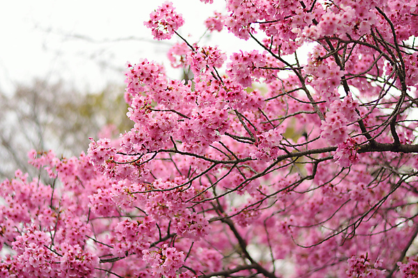 포토 JPG 해외이미지 나무 식물 계절 공원 꽃잎 꽃 아시아 분홍색 백그라운드 꽃무늬 자연 사람없음 야외 가로 정원 일본 봄 성장 벚꽃 나뭇가지 신선 개화 체리 도쿄 4월 질감 보케 자연백그라운드 블러 해외202004 해외포토 공공시설 나라 컬러 무늬 과일 날짜 생태계 파일형식 이미지허브
