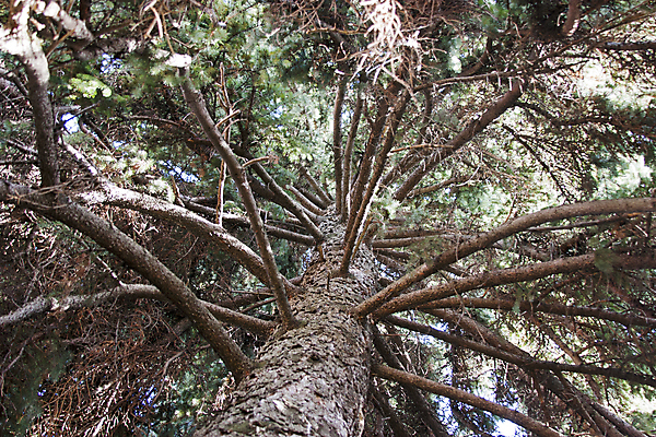 포토 JPG 해외이미지 나무 식물 사람없음 야외 초록색 갈색 나뭇가지 소나무 은색 나무껍질 상록수 침엽수 전나무 해외202004 해외포토 컬러 껍질 파일형식 이미지허브