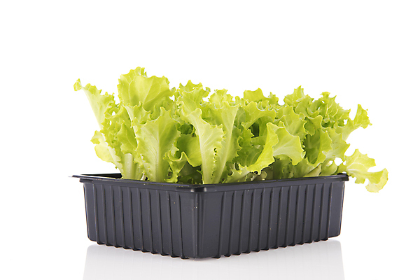 포토 JPG 해외이미지 식물 음식 채소 새로움 쟁반 건강 사람없음 흰색 상추 플라스틱 고립 해외202004 해외포토 컬러 컨셉 재질 파일형식 이미지허브