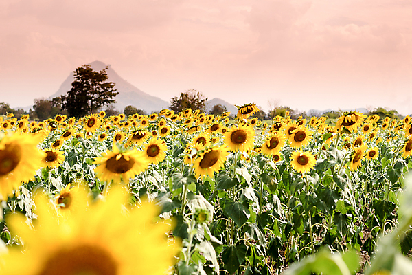 포토 JPG 해외이미지 식물 계절 꽃 행복 여행 백그라운드 꽃무늬 패턴 밭 농업 자연 하늘 불꽃 해바라기 풍경 사람없음 야외 파란색 농작물 컬러풀 태양 노란색 환경 일몰 터치 성장 벚꽃 시골 개화 유기농 많음 카피스페이스 세련 해외202004 해외포토 자연요소 웰빙 감정 산업 컬러 컨셉 무늬 불 노을 공백 생태계 파일형식 이미지허브