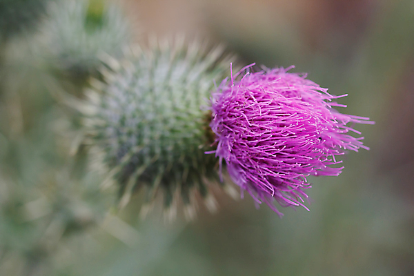 포토 JPG 해외이미지 식물 꽃잎 꽃 분홍색 꽃다발 꽃무늬 자연 사람 사람없음 빨간색 머리 봄 튤립 벚꽃 개화 우아함 확대 오브젝트 싱글 데이지 향기 꽃가루 캐모마일 해외202004 해외포토 계절 컬러 컨셉 무늬 신체부위 가루 허브 생태계 냄새 파일형식 이미지허브