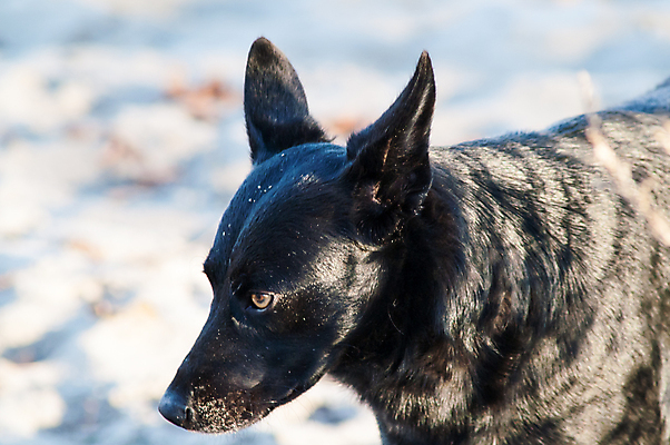 포토 JPG 해외이미지 동물 1 종이 도로 얼굴 포즈 백그라운드 의자 자연 거리 주택 털 사람없음 야외 반려동물 갈색 환경 검은색 가을 개 달콤 강아지 작음 배고픔 싱글 코 송곳니 양모 기르기 유래 혼자 해외202004 해외포토 계절 길 컬러 가구 포유류 교통시설 건물 신체부위 직물 맛 치아 크기 생태계 돌봄 파일형식 이미지허브