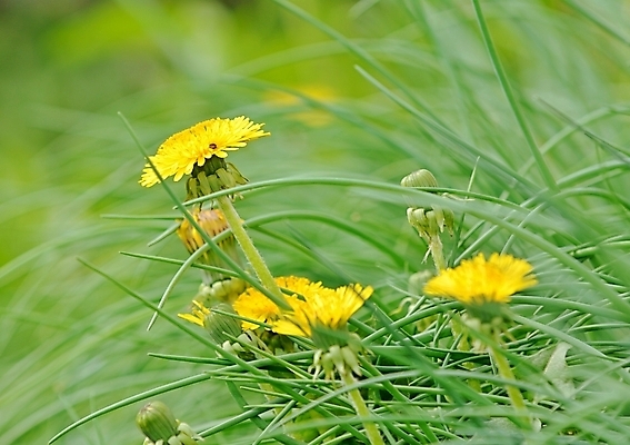 포토 JPG 해외이미지 식물 꽃 자연 사람없음 야외 초록색 여름 노란색 정원 봄 벚꽃 시골 개화 민들레 장면 해외202004 해외포토 계절 컬러 생태계 파일형식 이미지허브