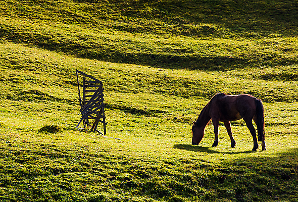 포토 JPG 해외이미지 동물 커플 2 자연 풍경 경사 잔디 사람없음 야외 농장 카펫 가을 시골 방목 땅 그림 지역 흙더미 오르막 교외 땅바닥 해외202004 해외포토 식물 계절 농업 관계 바닥 흙 축산업 생태계 파일형식 더미 이미지허브