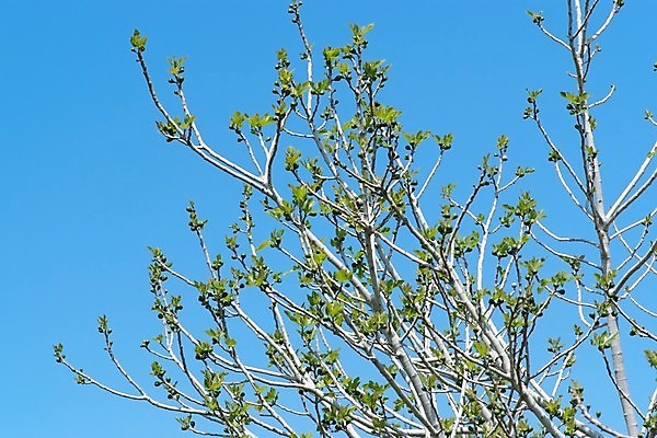 포토 JPG 해외이미지 나무 식물 계절 음식 백그라운드 잎 농업 과일 자연 하늘 사람없음 야외 초록색 파란색 봄 나뭇가지 신선 상품 작음 지중해 유기농 무화과 해외202004 해외포토 웰빙 산업 바다 컬러 크기 생태계 파일형식 이미지허브