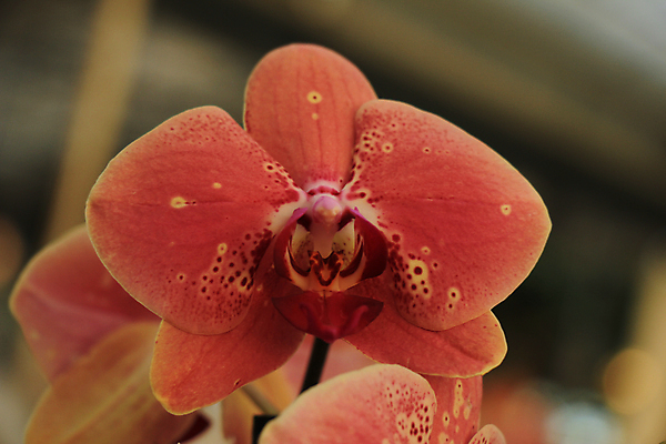 포토 JPG 해외이미지 식물 꽃잎 꽃 분홍색 백그라운드 자연 사람없음 초록색 노란색 흰색 개화 난초 호접란 이국적 해외202004 해외포토 컬러 생태계 파일형식 이미지허브