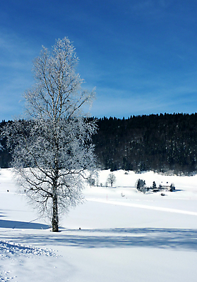 포토 JPG 해외이미지 주간 나무 겨울 자연 하늘 사람없음 야외 설원 겨울풍경 해외202004 해외포토 자연요소 식물 계절 눈_날씨 풍경 생태계 파일형식 이미지허브