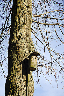 포토 JPG 해외이미지 나무 계절 공원 자연 조류 그림자 사람없음 목재 상자 햇빛 봄 나뭇가지 구멍 둥지 숲 오브젝트 내추럴 옛날 중고 해외202004 해외포토 식물 동물 공공시설 재료 태양 생태계 파일형식 이미지허브