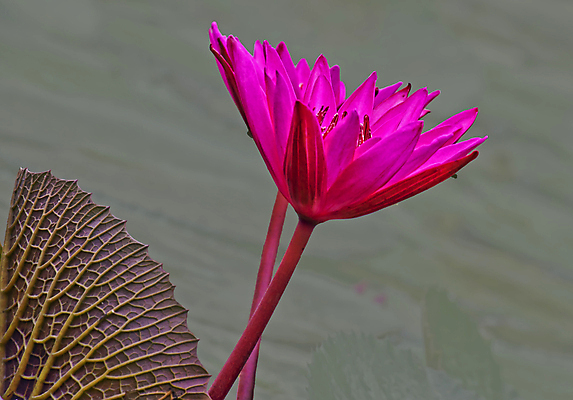 포토 JPG 해외이미지 꽃 사람없음 빨간색 물 정원 보라색 봄 흰색 신성 해외202004 해외포토 자연요소 식물 계절 컬러 파일형식 이미지허브