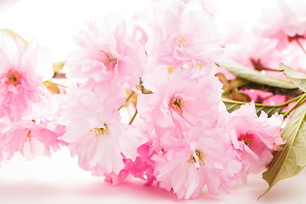 포토 JPG 해외이미지 식물 계절 꽃잎 꽃 분홍색 결혼 백그라운드 잎 꽃무늬 자연 친절 사람없음 정원 일본 봄 벚꽃 흰색 나뭇가지 신선 개화 체리 우아함 부드러움 내추럴 고립 해외202004 해외포토 나무 아시아 컬러 컨셉 무늬 과일 이벤트 감각 생태계 파일형식 이미지허브