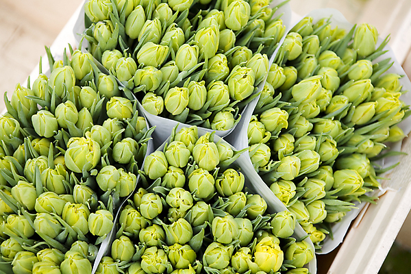 포토 JPG 해외이미지 식물 계절 꽃 꽃다발 자연 사람없음 컬러풀 노란색 세일 상점 보라색 봄 튤립 성장 시장 가격 다발 꽃집 양동이 그림 매각 해외202004 해외포토 컬러 생태계 파일형식 이미지허브