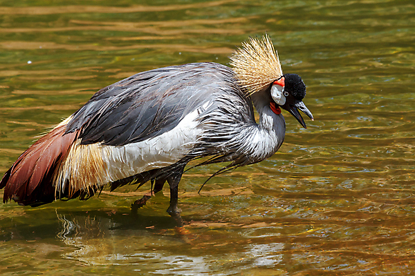 포토 JPG 해외이미지 동물 척추동물 한마리 야생동물 날개 자연 조류 왕관 사람없음 빨간색 세로 컬러풀 머리 검은색 회색 황무지 깃털 묘사 기중기 부리 목 계산서 내추럴 동물상 해외202004 해외포토 1 컬러 신체부위 조형물 중장비 생태계 파일형식 이미지허브