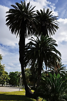 포토 JPG 해외이미지 나무 구름 공원 꽃 유럽 호수 잎 자연 하늘 손바닥 풍경 사람없음 물 반사 정원 포르투갈 허브 분수 그림 해외202004 해외포토 자연요소 식물 손 공공시설 나라 생태계 파일형식 이미지허브