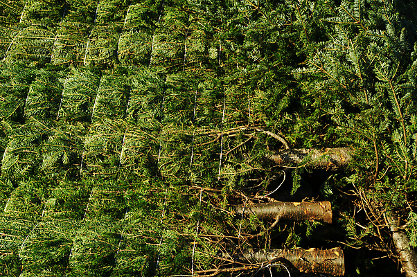 포토 JPG 해외이미지 나무 백그라운드 크리스마스 겨울 휴가 사람없음 초록색 크리스마스트리 나뭇가지 전나무 해외202004 해외포토 식물 계절 기념일 컬러 파일형식 이미지허브