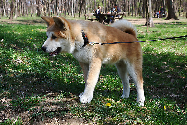 포토 JPG 해외이미지 동물 자연 사람없음 반려동물 일본 자신감 개 강아지 기르기 지능 해외202004 해외포토 감정 아시아 포유류 생태계 돌봄 파일형식 이미지허브