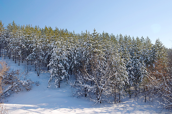 포토 JPG 해외이미지 주간 나무 겨울 하늘 산 사람없음 야외 겨울풍경 해외202004 해외포토 자연요소 식물 계절 풍경 파일형식 이미지허브