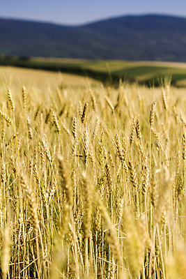 포토 JPG 해외이미지 식물 계절 음식 줄기 밭 농업 자연 씨앗 풍경 사람없음 야외 여름 농작물 햇빛 농경지 노란색 맑음 성장 시골 황금 낟알 땅 시리얼 밀 귀 내추럴 밭일 숙성 호밀 수평선 해외202004 해외포토 산업 컬러 날씨 곡류 신체부위 태양 농장 생태계 파일형식 이미지허브