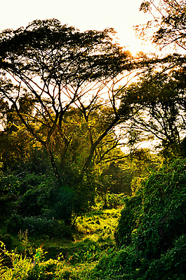 포토 JPG 해외이미지 나무 식물 계절 백그라운드 밭 태국 자연 추상 풍경 사람없음 야외 맑음 일몰 황무지 숲 해외202004 해외포토 아시아 무늬 농업 날씨 노을 생태계 파일형식 이미지허브