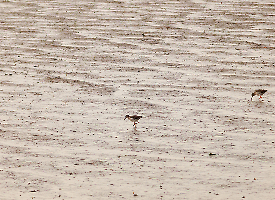 포토 JPG 해외이미지 동물 호수 야생동물 모래 바다 백그라운드 날개 오렌지 자연 조류 추상 사람없음 야외 가로 물 빛 환경 관찰 습지 깃털 환경보전 아치 부리 진흙 물새 계산서 내추럴 수유 해외202004 해외포토 자연요소 무늬 과일 모션 사회이슈 생태계 파일형식 이미지허브