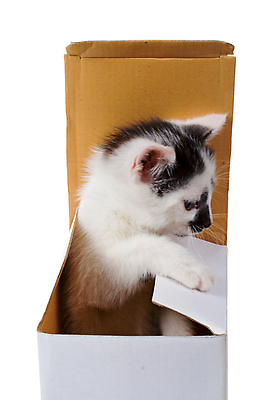 포토 JPG 해외이미지 동물 백그라운드 포유류 수염 털 선물 사람없음 반려동물 상자 고양이 흰색 입 작음 호기심 꼬리 노려봄 거짓말 고립 해외202004 해외포토 감정 컬러 컨셉 표정 신체부위 크기 파일형식 이미지허브