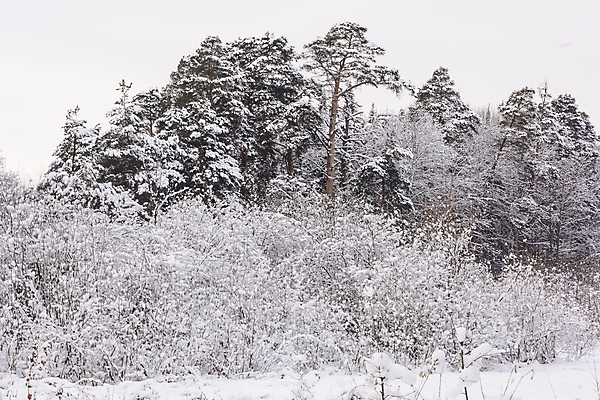 포토 JPG 해외이미지 나무 구름 계절 겨울 자연 하늘 날씨 풍경 사람없음 햇빛 태양 추위 나뭇가지 소나무 숲 서리 화창 가문비나무 해외202004 해외포토 자연요소 식물 생태계 파일형식 이미지허브