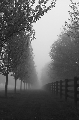 포토 JPG 해외이미지 나무 계절 도로 여행 자연 아침 그림자 사람없음 울타리 농장 평화 검은색 희망 봄 회색 운전 차도 촉촉함 슬픔 안개 흰색 시골 신선 개화 고독 묘사 심플 내추럴 스모그 취급주의 특별함 혼자 해외202004 해외포토 주간 식물 꽃 감정 길 컬러 컨셉 농업 교통시설 모션 날씨 경고 담장 젖음 생태계 파일형식 이미지허브