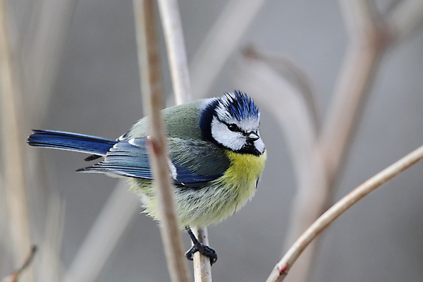 포토 JPG 해외이미지 동물 야생동물 겨울 자연 조류 앉기 사람없음 파란색 노란색 작음 해외202004 해외포토 계절 컬러 모션 크기 생태계 파일형식 이미지허브