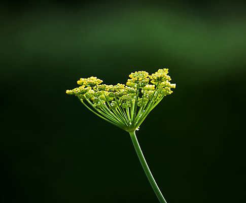 포토 JPG 해외이미지 식물 꽃 줄기 백그라운드 자연 사람없음 초록색 물 노란색 머리 들꽃 물방울 이슬 7월 회향 해외202004 해외포토 자연요소 컬러 신체부위 날짜 생태계 파일형식 이미지허브