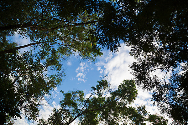 포토 JPG 해외이미지 나무 낙엽 잎 자연 하늘 사람없음 가로 초록색 빛 햇빛 태양 환경 맑음 숲 상승 각도 해외202004 해외포토 자연요소 식물 컬러 컨셉 날씨 생태계 파일형식 이미지허브