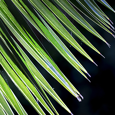 포토 JPG 해외이미지 나무 식물 선 백그라운드 잎 패턴 자연 벽지 추상 손바닥 사람없음 야외 초록색 파란색 빛 햇빛 환경 맑음 줄무늬 활발 신선 숲 큼 유기농 질감 내추럴 효과 해외202004 해외포토 손 웰빙 컬러 컨셉 무늬 날씨 태양 크기 생태계 파일형식 이미지허브