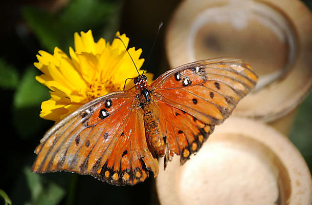 포토 JPG 해외이미지 식물 꽃 나비 곤충 날개 오렌지 자연 사람없음 초록색 컬러풀 노란색 정원 원형 벌레 묘사 고립 해외202004 해외포토 도형 동물 컬러 과일 생태계 파일형식 이미지허브