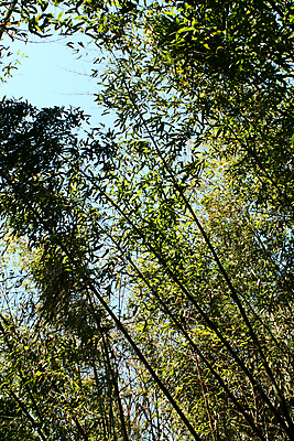 포토 JPG 해외이미지 나무 식물 줄기 잎 자연 사람없음 목재 초록색 일본 막대기 숲 대나무 해외202004 해외포토 아시아 컬러 재료 생태계 파일형식 이미지허브