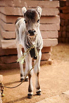포토 JPG 해외이미지 공원 아시아 농업 건조 사람없음 농장 마을 환경 가축 목장 우유 흰색 아기 소 저녁 방목 인도인 황소 송아지 기르기 밭일 찰과상 반추동물 해외202004 해외포토 외국인 동물 공공시설 나라 산업 새끼 컬러 포유류 유제품 사람 동양인 축산업 상처 야간 돌봄 파일형식 이미지허브