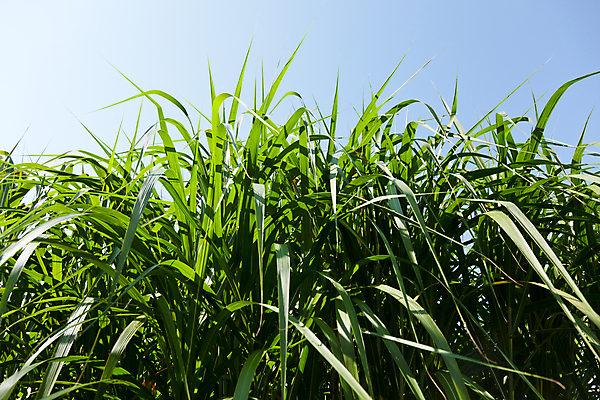 포토 JPG 해외이미지 식물 음식 잎 농업 지팡이 사람없음 야외 가로 농작물 컬러풀 농장 환경 맑음 에너지 닫기 연료 밭일 해외202004 해외포토 산업 컬러 모션 날씨 파일형식 이미지허브