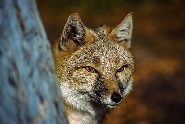 포토 JPG 해외이미지 동물 야생동물 겨울 포유류 자연 생물 사람없음 야외 가로 스마트 사냥 여우 내추럴 해외202004 해외포토 계절 컨셉 생태계 파일형식 이미지허브