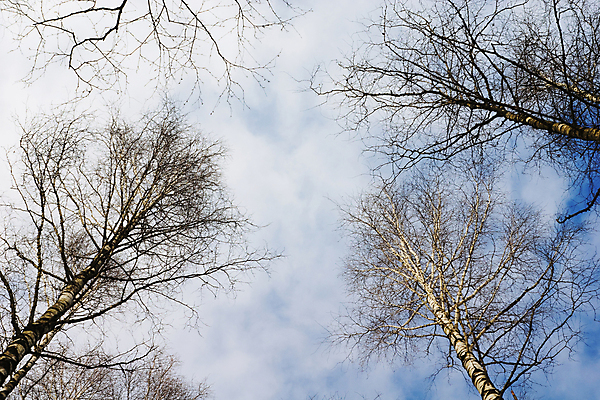 포토 JPG 해외이미지 나무 구름 겨울 자연 하늘 날씨 풍경 사람없음 목재 세로 갈색 냉동 봄 숲 순수 자작나무 생태학 해외202004 해외포토 자연요소 식물 계절 교육 컬러 컨셉 재료 생태계 파일형식 이미지허브