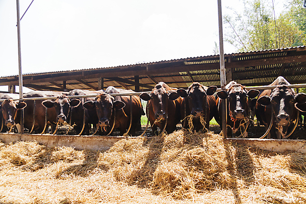 포토 JPG 해외이미지 동물 산업 음료 음식 밭 농업 포유류 주택 육류 사람없음 농장 머리 다이어리 검은색 가축 힘 소고기 우유 흰색 시골 소 방목 땅 황소 송아지 외양간 밭일 목가 해외202004 해외포토 새끼 컬러 식재료 유제품 건물 신체부위 사무용품 축산업 파일형식 이미지허브