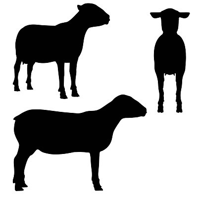 EPS 해외이미지 1 디자인 남자 실루엣 포즈 일러스트 포유류 생물 수염 뿔 육류 그림자 사람 검은색 양 윤곽 양모 고립 주도 반추동물 해외202004 해외일러스트 동물 컬러 식재료 촬영기법 직물 예절 파일형식 벡터 이미지허브